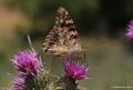 Vanessa cardui (Dikenkelebeği)